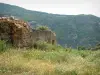 Paysages de Corse intérieure - Herbes et fleurs sauvages avec les ruines d'une maison (bergerie) en pierre, montagne recouverte de forêts en arrière-plan