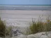 Paysages de la Côte d'Opale - Plantes (oyats) et fleurs sauvages, plage de sable avec des personnes pratiquant le speed-sail (planches à voile sur roulettes) et mer (la Manche), à Hardelot-Plage (Parc Naturel Régional des Caps et Marais d'Opale)