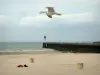 Paysages de la Côte d'Opale - Goéland en plein vol, plage de sable, jetée et mer du Nord, à Calais