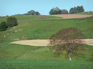 Paysages du Dauphiné - Pâturages, troupeau de vaches, champs et arbres