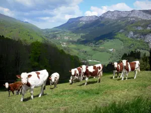 Paysages du Dauphiné - Parc Naturel Régional du Vercors (massif du Vercors) : troupeau de vaches dans un pâturage avec vue sur les montagnes du Vercors