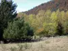 Paysages du Dauphiné - Herbage, arbres et forêt