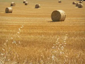 Paysages des Deux-Sèvres - Bottes de paille dans un champ