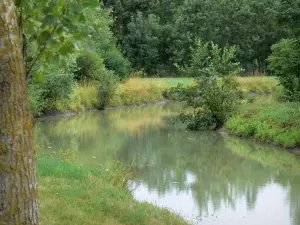 Paysages des Deux-Sèvres - Marais poitevin - Venise verte : arbres et fleurs sauvages au bord de l'eau