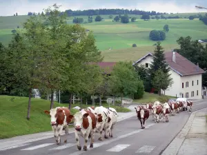 Paysages du Doubs - Troupeau de vaches circulant dans une rue de la station de Métabief, alpages (prairies) en arrière-plan