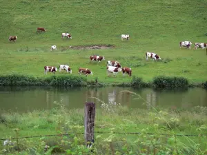 Paysages du Doubs - Troupeau de vaches Montbéliardes dans une prairie située au bord d'une rivière, clôture d'un champ en premier plan