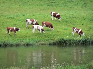 Paysages du Doubs - Vaches Montbéliardes au bord d'une rivière