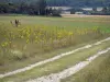 Paysages de l'Essonne - Chemin rural bordé de champs en fleurs, et bois en arrière-plan