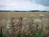 Paysages de l'Essonne - Fleurs sauvages en premier plan avec vue sur les champs de blé ; dans le Parc Naturel Régional du Gâtinais Français