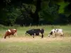 Paysages de l'Essonne - Vaches dans un pré ; dans le Parc Naturel Régional du Gâtinais Français