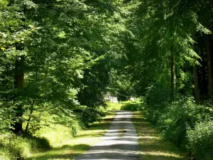 Paysages de l'Eure - Forêt domaniale de Lyons : chemin forestier bordé d'arbres