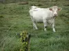 Paysages d'Eure-et-Loir - Vache blanche dans une prairie
