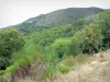 Paysages du Gard - Massif de l'Aigoual : arbres et végétation ; dans le Parc National des Cévennes (massif des Cévennes)