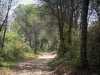 Paysages du Gard - Chemin bordé d'arbres