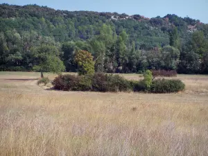 Paysages du Gard - Champ et arbres