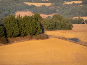Paysages de Gascogne - Champs et arbres