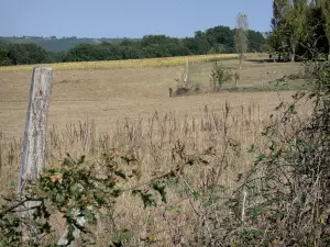 Paysages de Gascogne - Ronces en bordure d'un champ