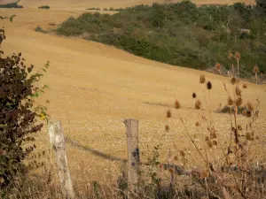 Paysages de Gascogne - Arbustes et clôture d'un champ