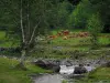 Paysages de Haute-Garonne - Rivière avec des rochers, vaches dans une prairie et arbres, dans les Pyrénées