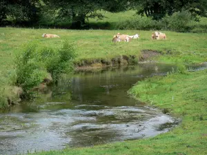 Paysages de la Haute-Marne - Vaches dans un pré, au bord d'une petite rivière