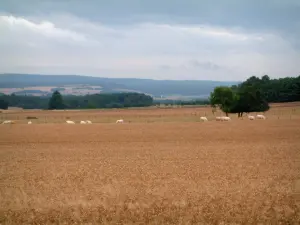 Paysages de Haute-Saône - Champ de blé, vaches, pâturages et forêts
