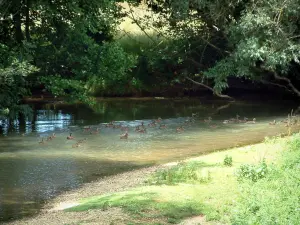 Paysages de Haute-Saône - Rive, rivière avec des canards et branches d'arbres