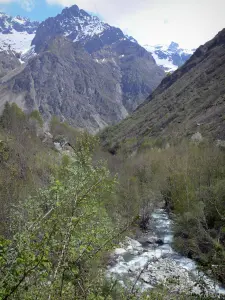 Paysages des Hautes-Alpes - Parc National des Écrins (massif des Écrins) : torrent de Navette bordé d'arbres et montagnes ; dans le Valgaudemar