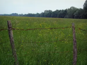 Paysages d'Indre-et-Loire - Clôture en premier plan, champ parsemé de fleurs sauvages et arbres en arrière-plan