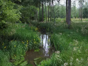 Paysages d'Indre-et-Loire - Petite rivière bordée de fleurs sauvages, herbes hautes et arbres