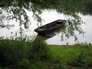 Paysages d'Indre-et-Loire - Branches d'un arbre, rive avec des roseaux, rivière et barque