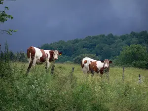 Paysages jurassiens - Deux vaches Montbéliardes dans une prairie, fleurs sauvages, arbres et ciel orageux