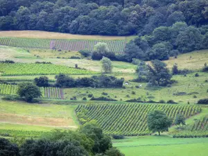 Paysages jurassiens - Champs de vignes (vignoble jurassien), pâturages et arbres