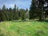 Paysages jurassiens - Prairie et sapins (arbres), dans le Parc Naturel Régional du Haut-Jura