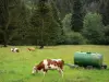 Paysages jurassiens - Vaches dans un pré, abreuvoir, citerne, arbres et sapins