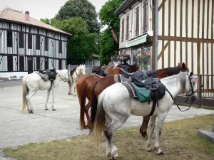 Paysages des Landes - Chevaux en randonnée faisant une halte devant les maisons à pans de bois du village de Lévignacq