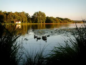 Paysages des Landes - Canards flottant sur l'eau d'un étang landais