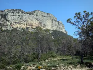 Paysages du Languedoc - Falaises (parois rocheuses) et arbres