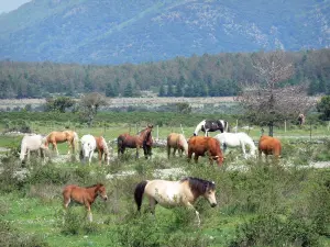 Paysages du Languedoc - Parc Naturel Régional du Haut-Languedoc : chevaux et vaches dans une prairie, arbres