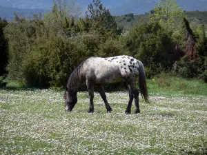 Paysages du Languedoc - Cheval dans une prairie parsemée de pâquerettes, arbustes, dans le Parc Naturel Régional du Haut-Languedoc