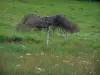 Paysages du Limousin - Petit arbre dans un champ de fleurs sauvages