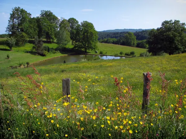 Paysages du Limousin - Fleurs sauvages en premier plan, clôture, prairies, étang et arbres