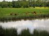 Paysages du Limousin - Vaches Limousines au bord d'un étang, en Basse-Marche
