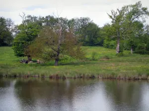 Paysages du Limousin - Étang, prairie et arbres, en Basse-Marche