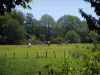 Paysages du Limousin - Branches en premier plan, vaches dans une prairie et arbres