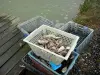 Paysages du littoral de Bretagne - Huîtres fraîches dans leurs paniers