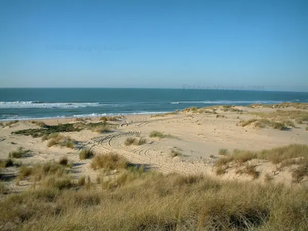 Paysages du littoral de Charente-Maritime - Presqu'île d'Arvert : oyats, sable, plage de la Côte Sauvage en contrebas et mer (océan Atlantique) avec de petites vagues