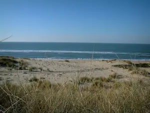 Paysages du littoral de Charente-Maritime - Presqu'île d'Arvert : oyats en premier plan, sable, plage de la Côte Sauvage en contrebas et mer (océan Atlantique)