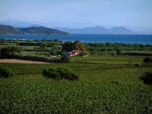 Paysages du littoral de la Côte d'Azur - Champs de vignes (vignoble des Côtes de Provence), pins (arbres), maisons, pinède, mer méditerranée, collines du massif des Maures et massif de l'Estérel au loin