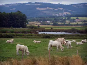 Paysages de la Loire - Vaches Charolaises dans un pré, plan d'eau, arbres et maisons de la plaine du Forez, monts du Forez en arrière-plan