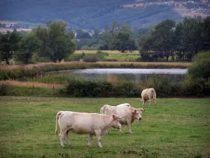 Paysages de la Loire - Vaches Charolaises dans un pré, plan d'eau, champs et arbres
